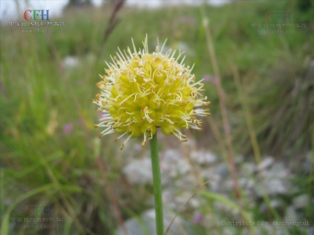 野葱(学名:allium chrysanthum)为葱科葱属的植物,为中国的特有植物.