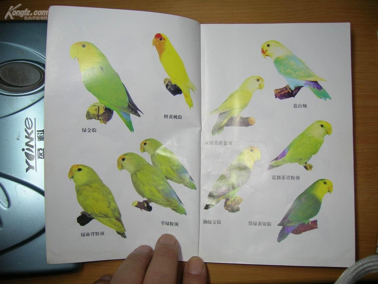牡丹鹦鹉