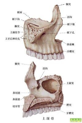 上颌骨有体部和四个邻近骨相连的骨突,如额突与额骨相连,颧突与颧骨