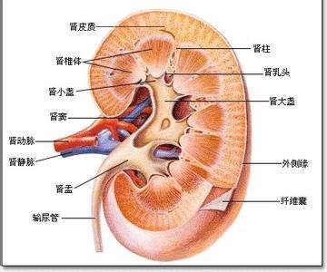 肾皮质伸人髓质的肾锥体之间的部分,称肾柱.