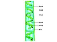 常见的真核生物,绿色,属 绿藻门,接合藻纲,水绵科,水绵属植物;多生长