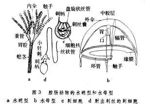 腔肠动物的辐射对称