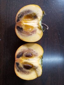 柚子黑腐病