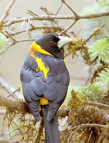 黄颈拟蜡嘴雀_360百科