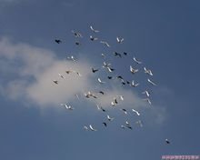 蓝天观赏鸽论坛_360百科