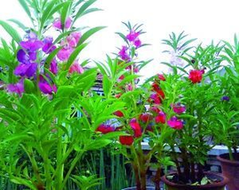 海纳花用途白发变黑发_360百科