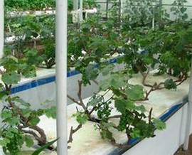 设施葡萄基质栽培方法