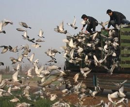 扶余县信鸽协会