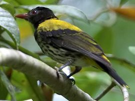 黑喉黄鹂