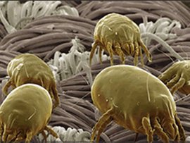 季节过敏性鼻炎