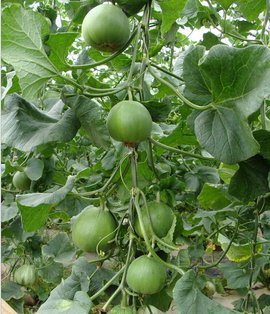 羊角蜜甜瓜早衰