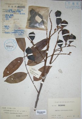 云南红豆_360百科