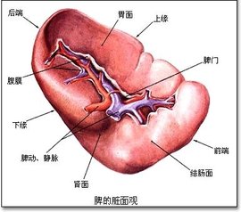 外周免疫器官