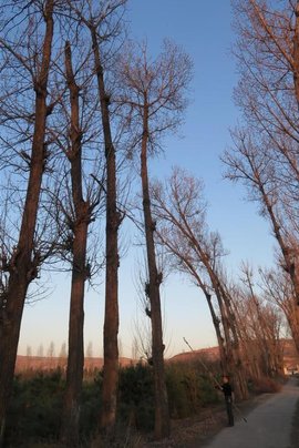 加拿大杨河曲2号