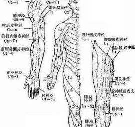 桡骨膜反射