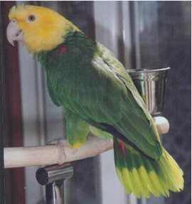 马格纳黄头亚马逊鹦鹉