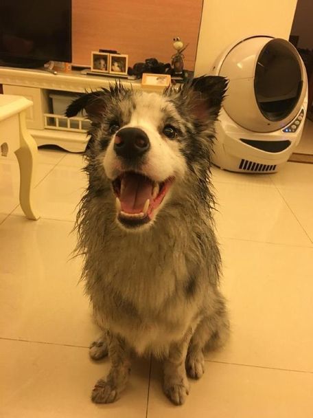 [狗狗口水粘]狗狗口水巾怎么做_狗狗的口水太