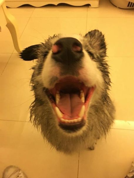 [狗狗口水粘]狗狗口水巾怎么做_狗狗的口水太