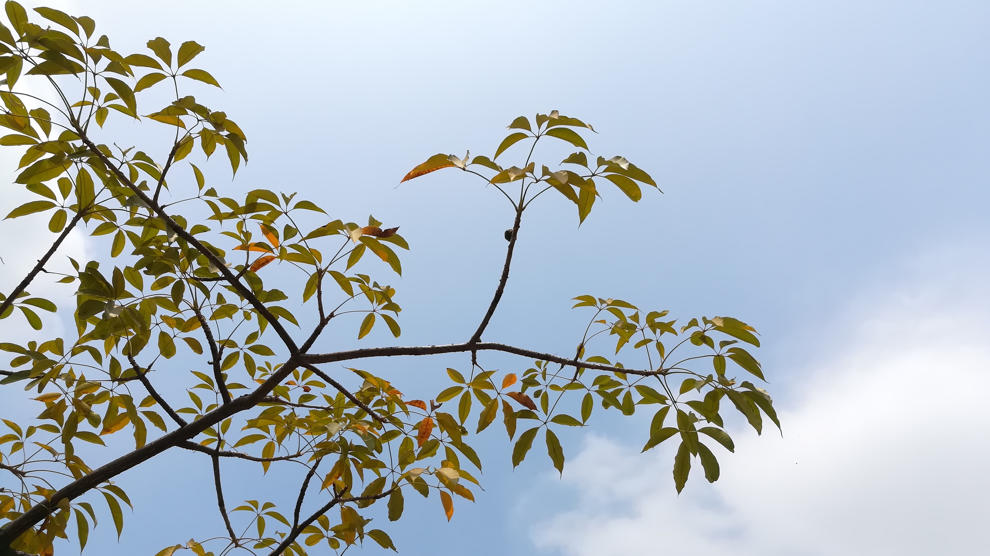 木棉花的春天全集播放下载 t010e9788db6c2aa940.jpg