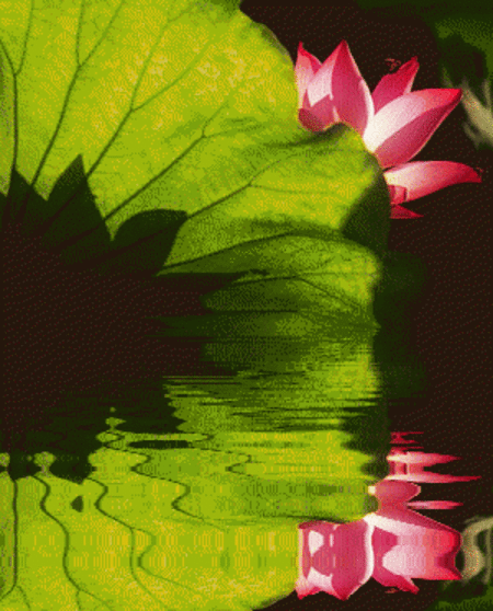 壁纸 花 桌面 450_558 竖版 竖屏 手机 gif 动态图 动图