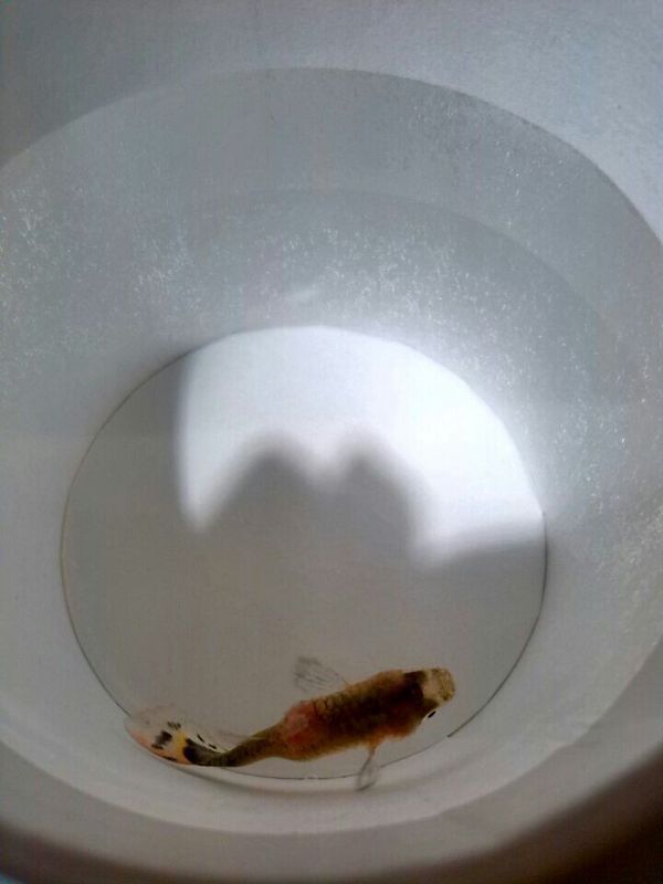 我家的小孔雀鱼的脊背上有一个脓包,要怎么解