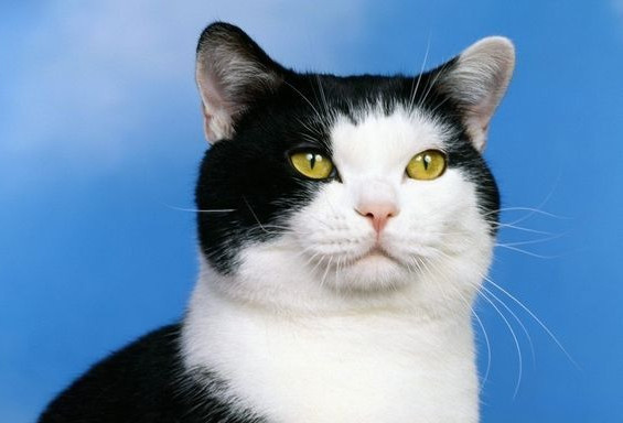 黑白相间的猫 中国叫奶牛猫 所谓奶牛猫就是平时所说的黑白花。因为看起来像奶牛,所以就这么叫。 奶牛猫是普通的家猫 (中华田园土猫种),都是属于杂交血统。很多的品种的猫因毛色的原因,杂交后都有可能生出黑白花来,所以现在的很多的奶牛猫具有一些贵族血统。 因为是杂交血统,奶牛猫的身价一般不脯不过它仍然深受人们喜欢。 外国叫黑白猫 英国猫咪品种,性格温顺,听话,非常适合饲养。 是长这样吗?