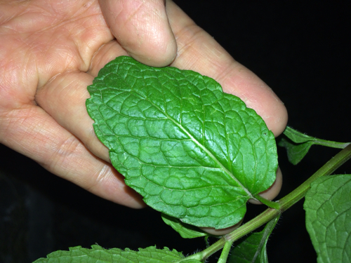 求鉴定,是什么薄荷品种?能食用吗?_360问答