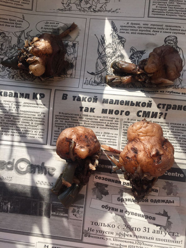 办公室的金钱树不知道怎么了,从枝条的下端开