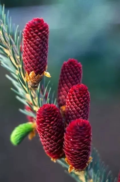 松树花开,美到极致!
