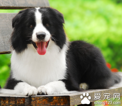 小型边境牧羊犬 该犬较适合家养_360问答