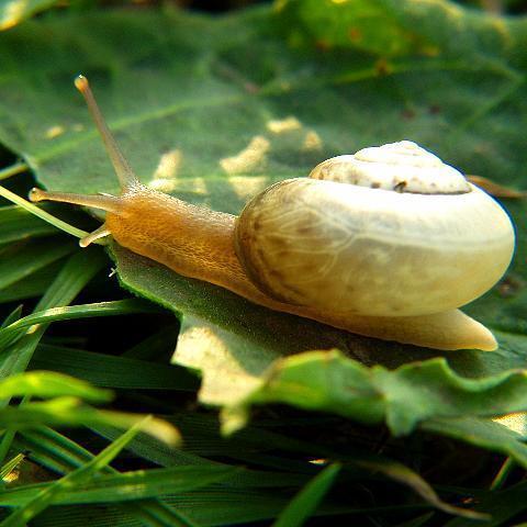 蜗牛可以和多肉植物一起养吗_360问答