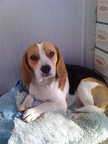 比格犬怎样训练 训练不等于训斥_360问答