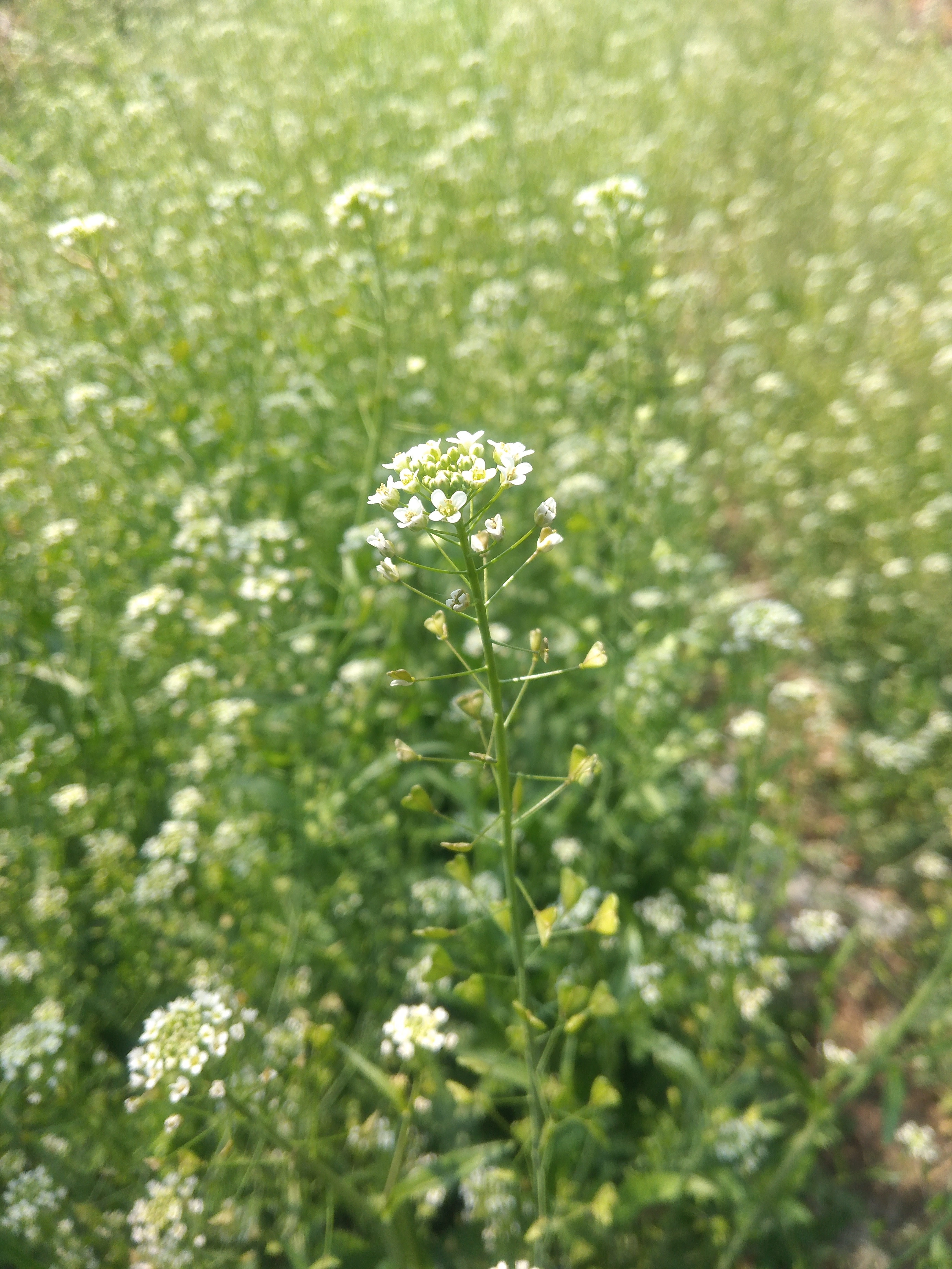 荠菜花说"没有酸菜,也没有鱼丸,更没有粗面.