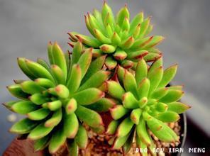 这个多肉叫什么?为什么下面的叶子萎了?_360