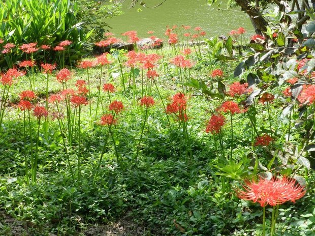 彼岸花为什么被称为死亡花?_360问答