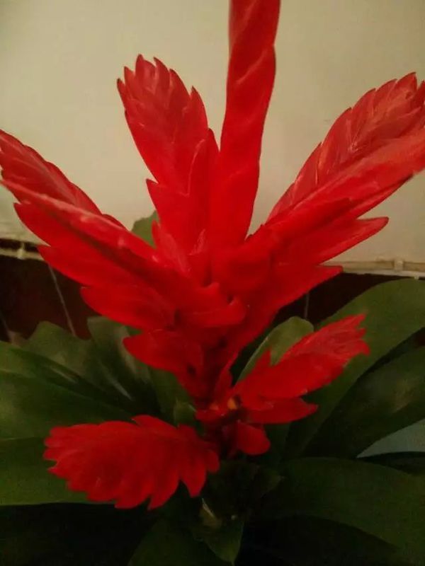 请问这是铁兰属凤梨花吗,该怎么养殖_360问答