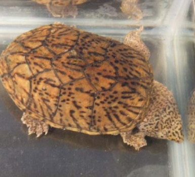 麝香龟好养吗 人工饲养的水质很关键_360问答