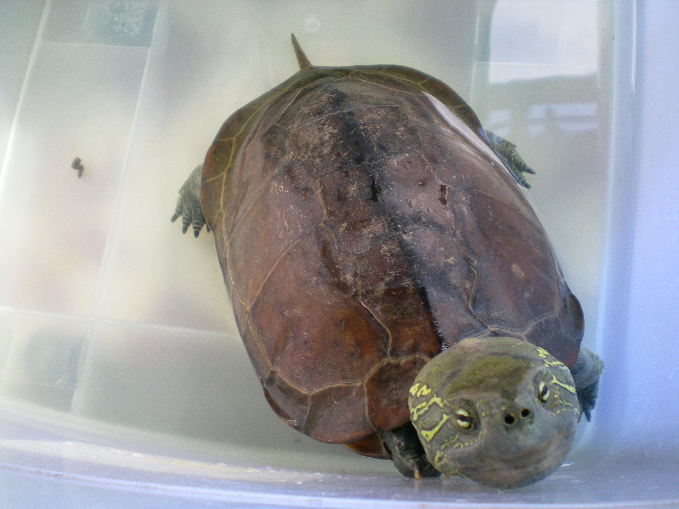 最老的龟_千年老龟 世界上最大的龟,你绝对没见过(2)_排行榜