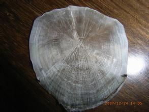 根据鱼鳞能看出鱼的年龄,鱼鳞上的一圈表示什