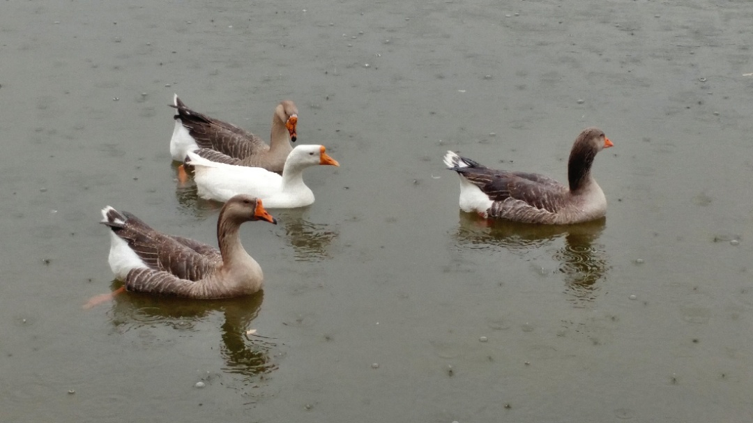 鹅鹅鹅曲项向天歌歌曲的意思 t0175f4f5ad4f2ded46.jpg