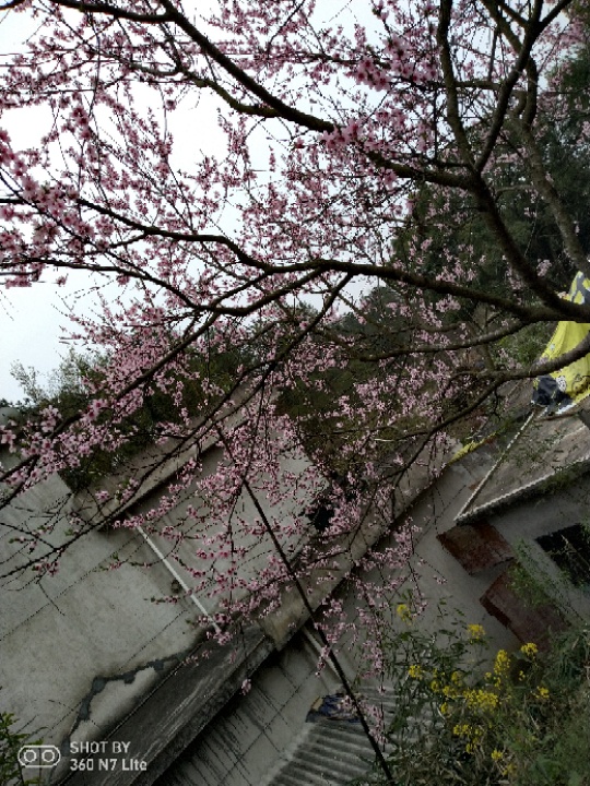 IMG_20190322_113228.jpg