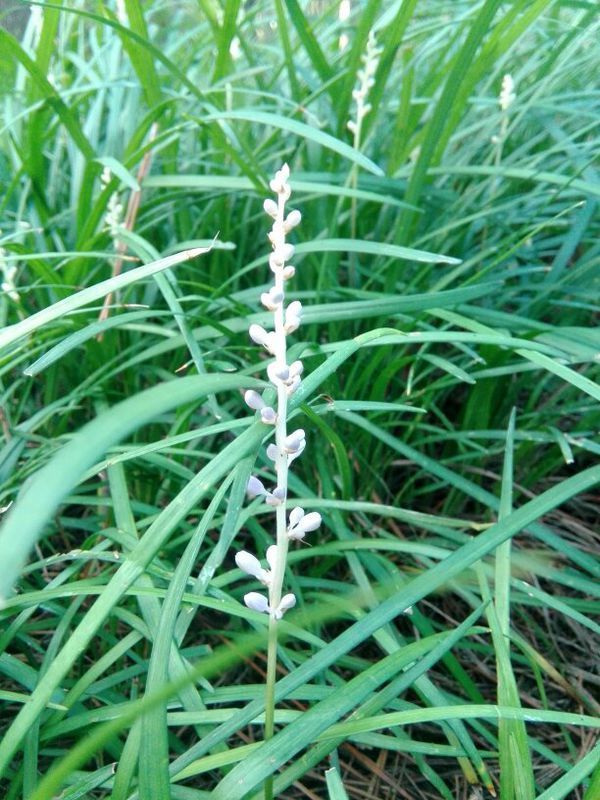 请教各位大神,这株植物叫什么呀,是一种像韭菜