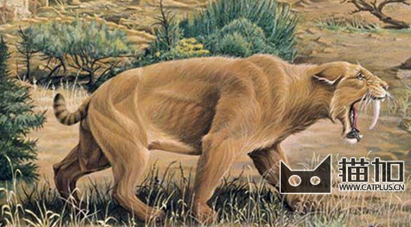 猫的祖先是什么?_360问答