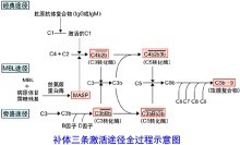 补体三条激活途径