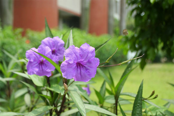 这个开紫色花的是什么植物?_360问答