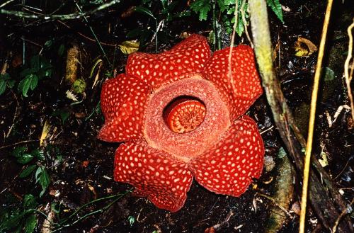 大王花——世上最大的花