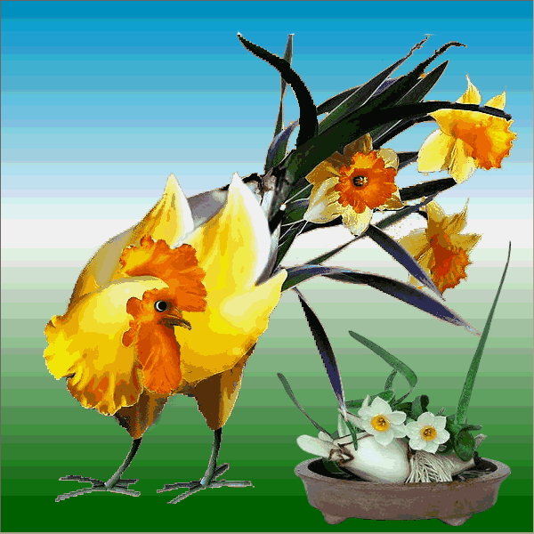 [美图] 你绝对没见过的花公鸡,太美了!