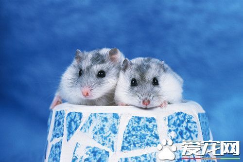 仓鼠三线咬人标本三线一般是不咬人的石河子蝴蝶仓鼠v仓鼠图片