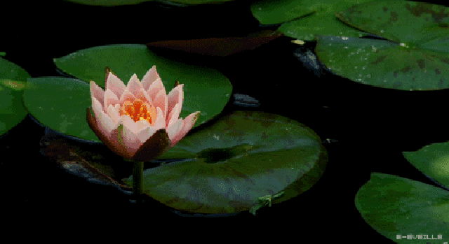 [美图] 花开的瞬间,太美了!