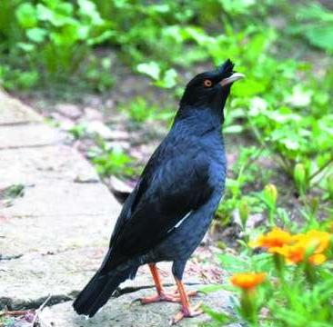 那种八哥会说话 八哥最好购买雏鸟_360问答